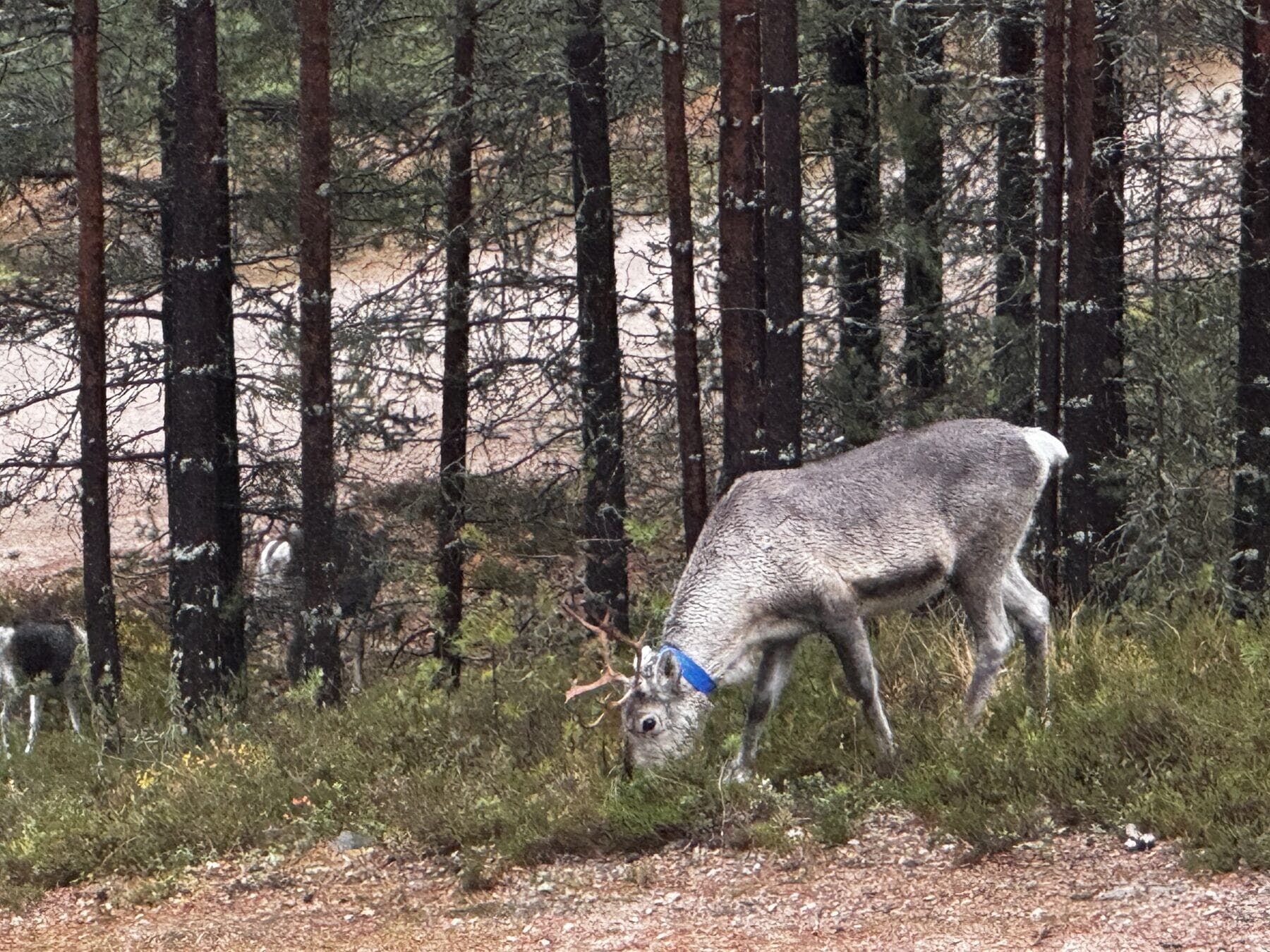 Poro laiduntaa mäntymetsässä Kettukummun lähellä